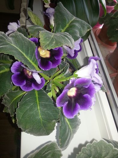 Gloxinia 4 - Gloxinii