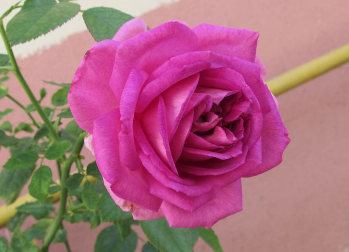 village-de-saint-yrieix rose - 2015 trandafiri _VII