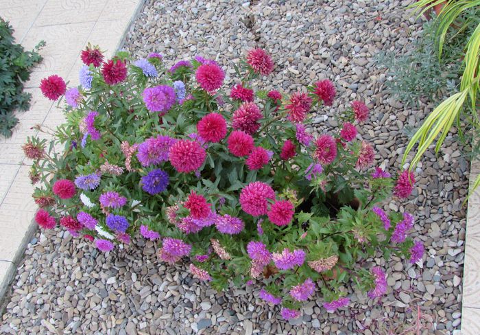 18 septembrie - 2015 plantele mele - III