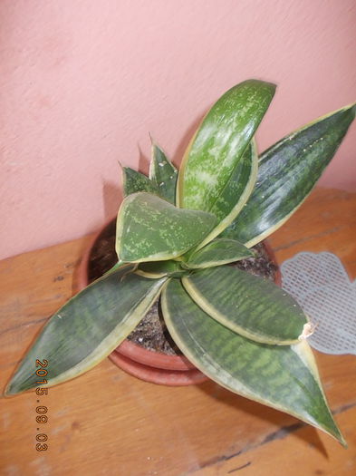 golden green - Colectie sansevieria