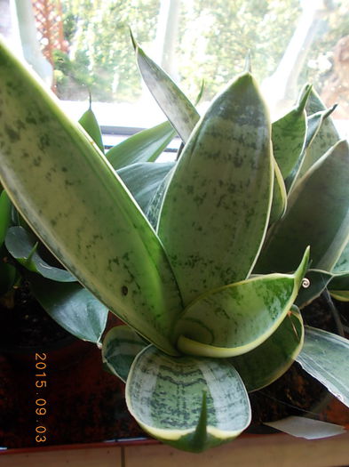 grey star - Colectie sansevieria