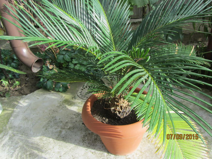 Cycas revoluta