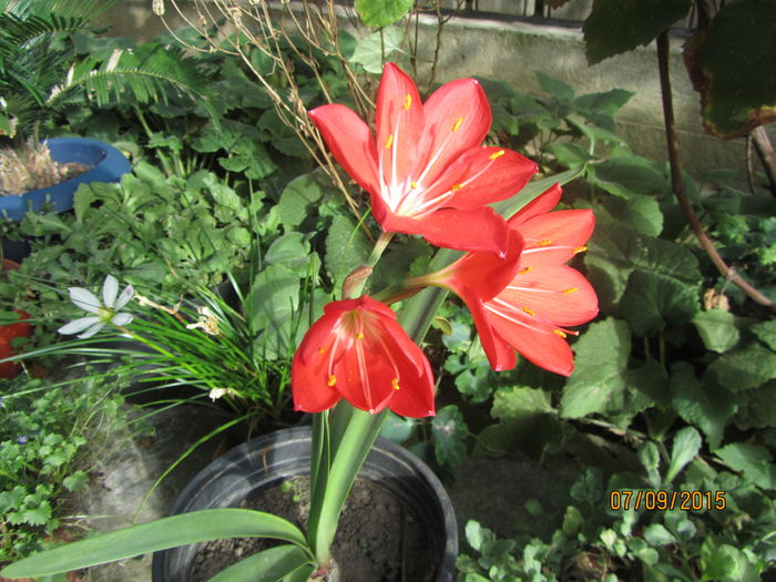 Cyrtanthus elatus