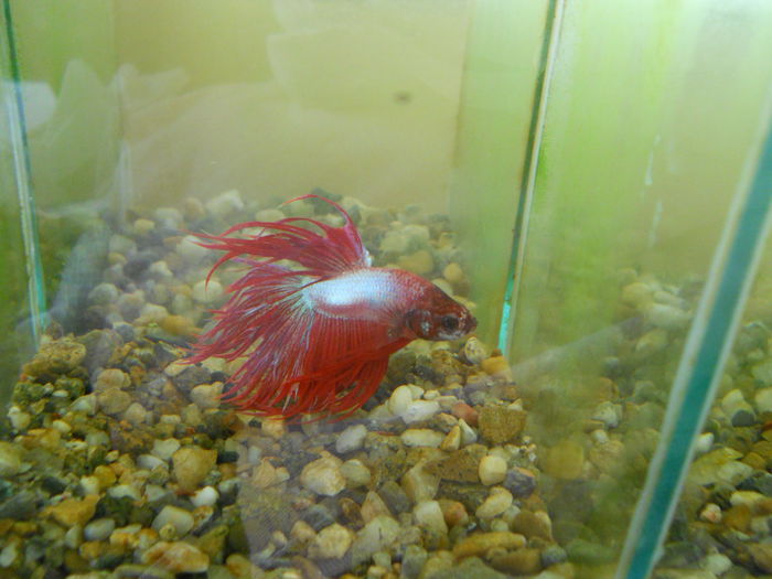 beta - Betta Splendens