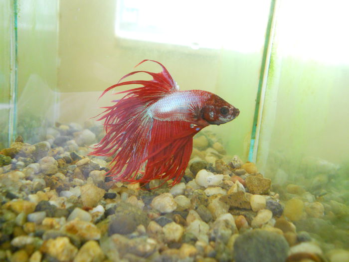 beta - Betta Splendens