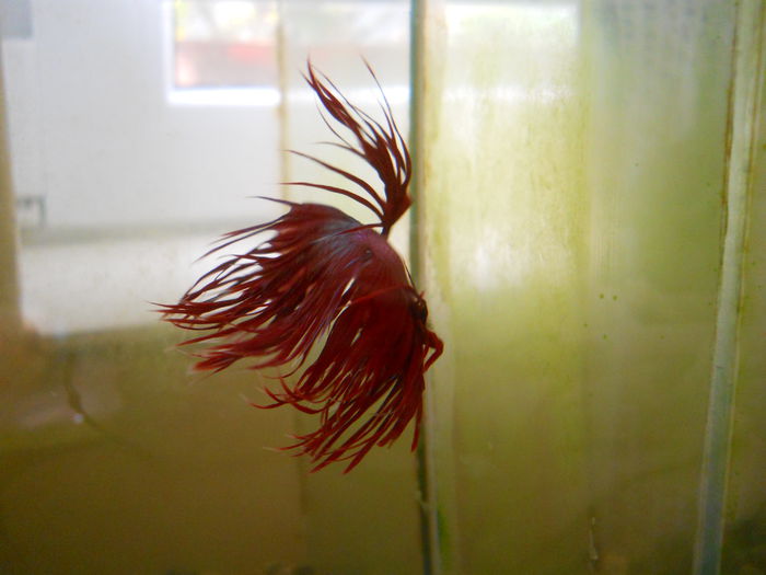 beta - Betta Splendens