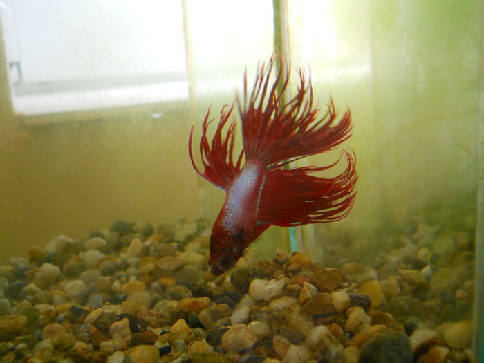 beta - Betta Splendens