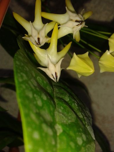 20150919_074451 - multiflora