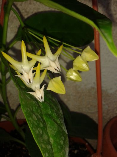 20150919_074405 - multiflora