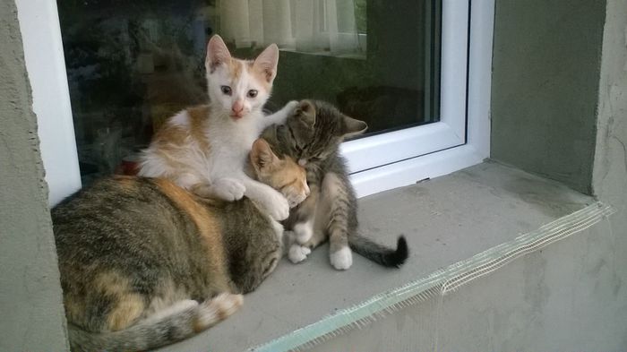11-08-2015 Familia de pisici; Spalind-o pe mama lor!
