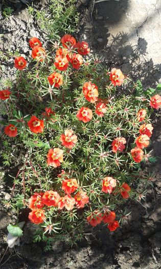 20150919_112028 - dragostea  de natura