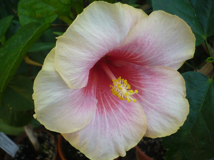 Tahitian Magenta