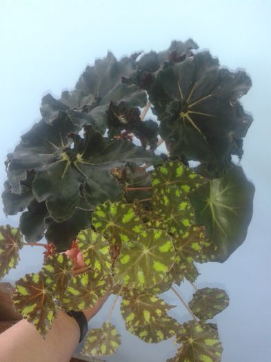 20150919_151508 - begonii