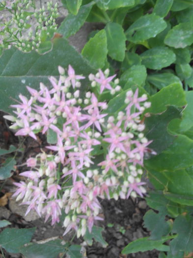 floare de piatra roz 5 lei