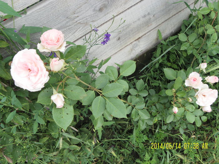 mini eden rose - Trandafirii mei