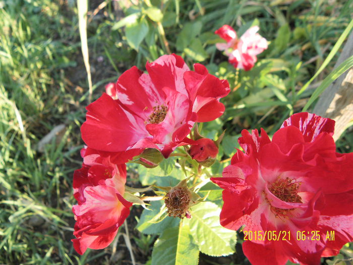 fourth of july (4)
