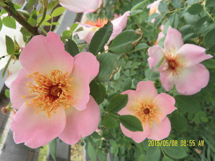 Fruhlingsmorgen  (1)