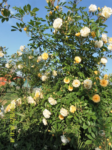 ghishlaine de feligonde (3)