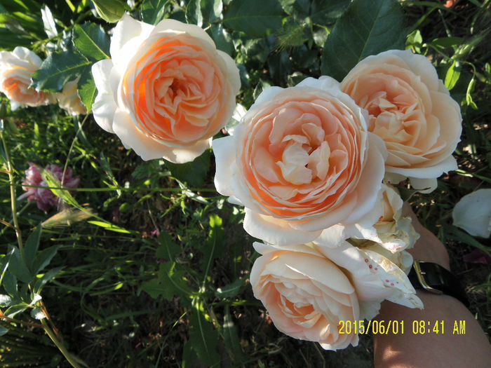 Marie Antoinette (5)
