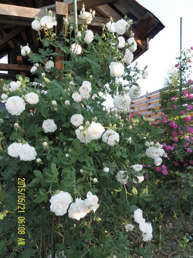 Mme Plantier (5)