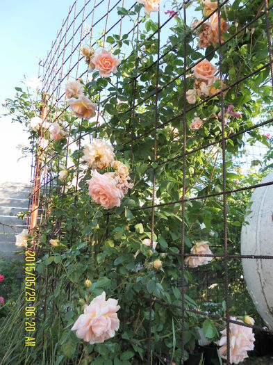 Morgengruss (7)