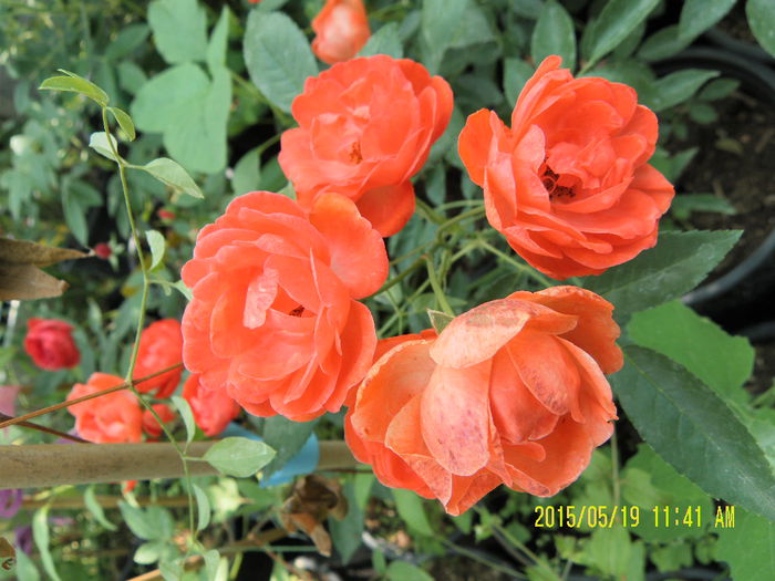 Orange Morsdag