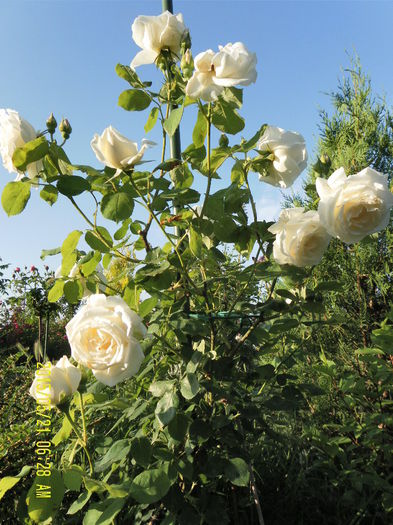 Paul's Lemon Pilar (2)