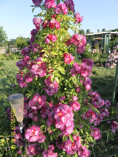 Perennial Blue (3)