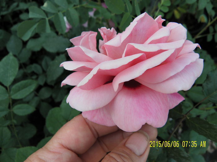 Persian Mistery (4)