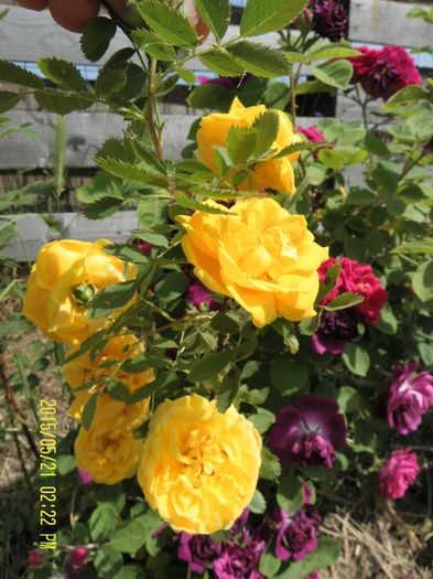 Persian Yellow (2)