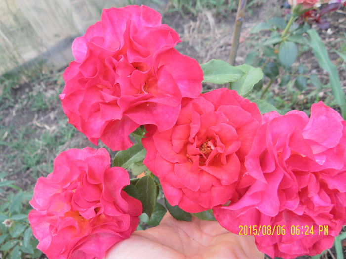 Redsi (4)