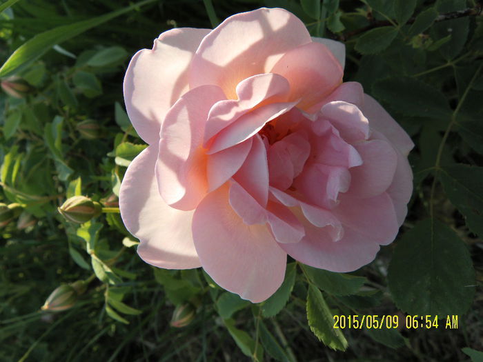 rosa Galica Cristata (2)