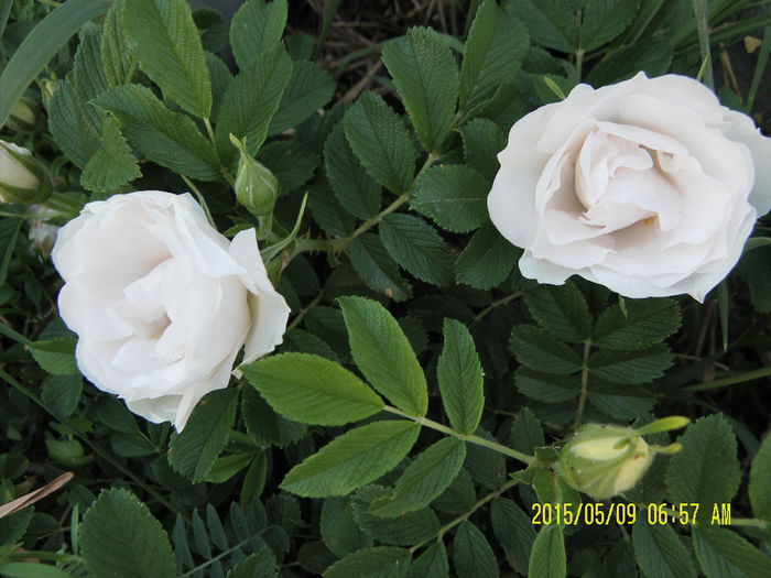 Rosa rugosa Kornik