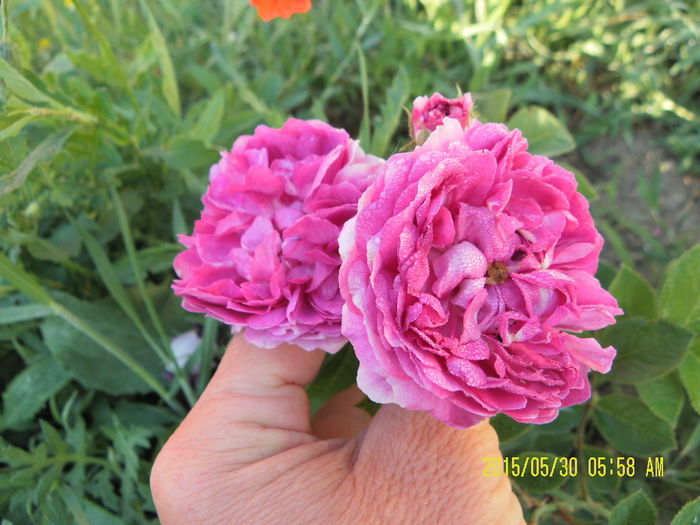 Russeliana (3)