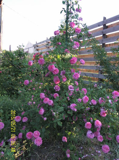 SAM_5363
