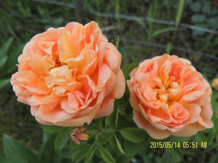 Soleil d'Or (1)