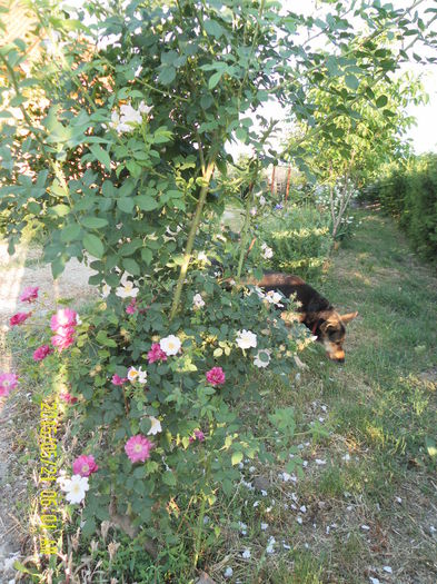 SAM_5355