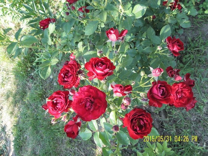 SAM_6149