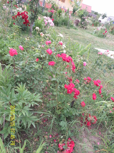 SAM_6337