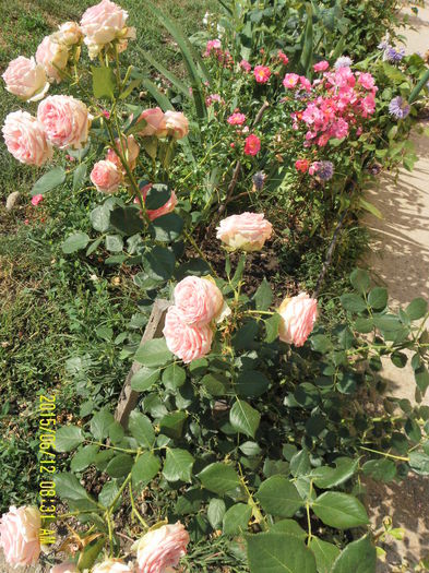SAM_6519