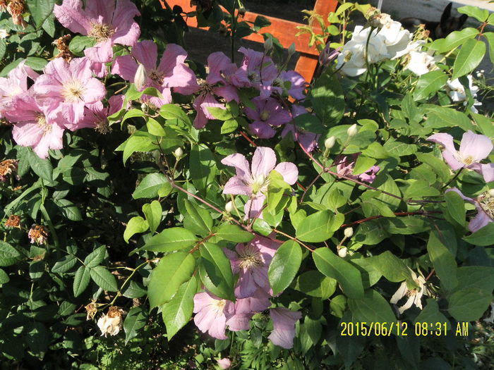 SAM_6521