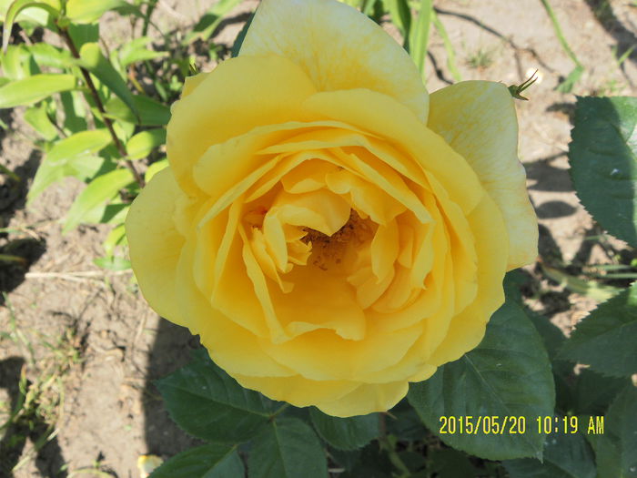 SAM_5311