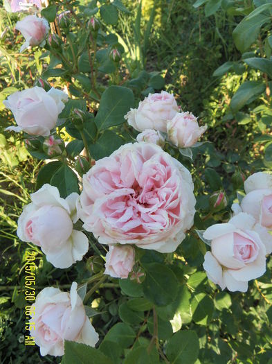 SAM_5926