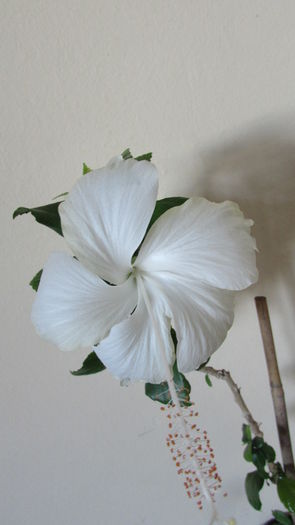 014 - Hibiscusi 2015 1