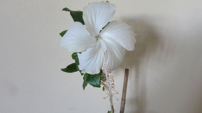 Dainty White - Hibiscusi 2015 1