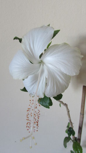 016 - Hibiscusi 2015 1