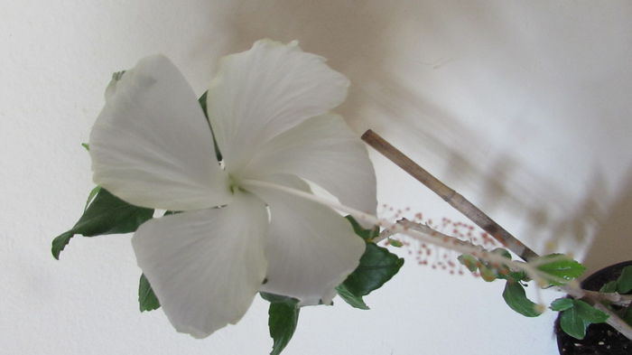 020 - Hibiscusi 2015 1