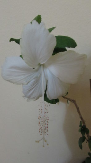 024 - Hibiscusi 2015 1