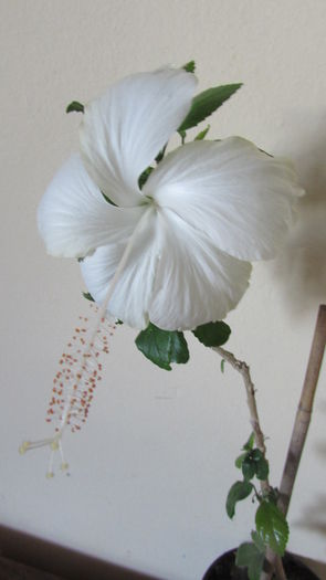 021 - Hibiscusi 2015 1