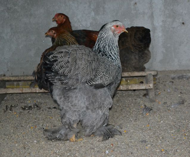 hi 2 - p__tineret brahma 2015